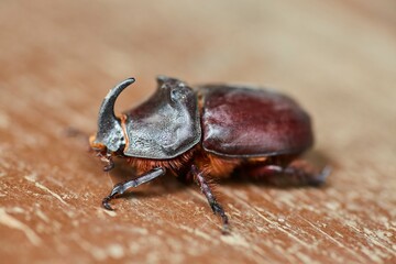 Insect rhinoceros beetle on a wooden surface. Rare animals of our planet.