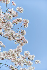 埼玉県吉川市桜並木