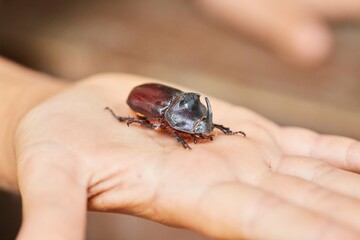 An insect, a rhinoceros beetle and a child's hand. Rare animals of our planet.