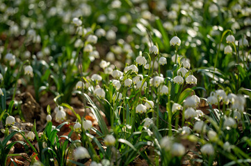 Märzenbecher bei Hameln