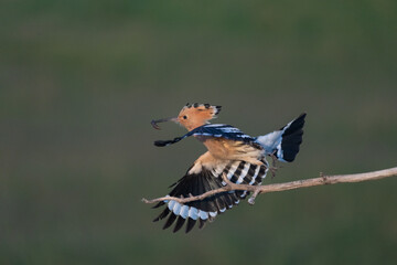 Eurasian hoopoe (Upupa epops)