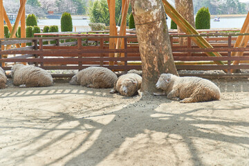 栃木県那須のりんどう湖ファミリー牧場
