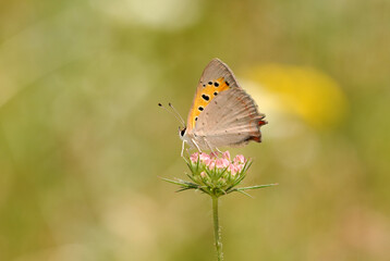 A small copper (Lycaena phlaeas) perching on a flower