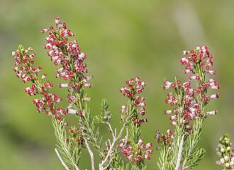 Flowers of Verticillate Heather (Erica manipuliflora).