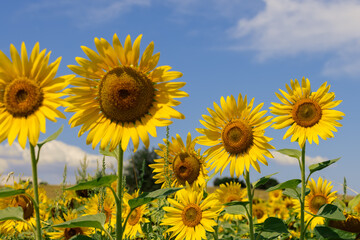 Large sunflower (Helianthus annuus) inflorescences (second row in focus) and weeds (Chenopodium album) between them, blue blurry sky above