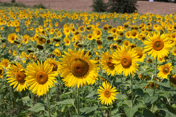 Sunflower (Helianthus annuus) inflorescences that hang their heads down are already ripened fruits...