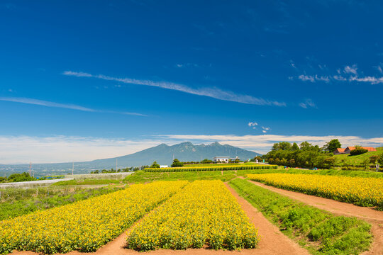Sunflowers in Akeno and Mt. Yatsugatake