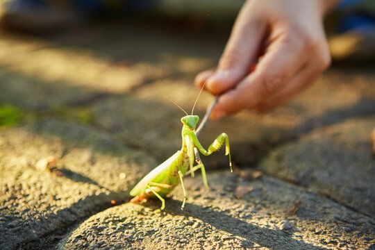 The insect is a Mantis. Rare animals of our planet.