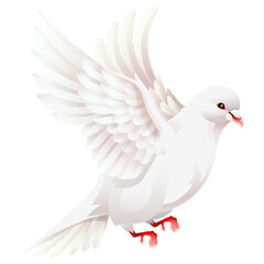 White dove illustrations
