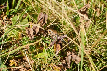 Insect Grasshopper. Animals of our planet.
