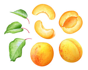 Watercolor illustration of the ripe apricots with green leaves