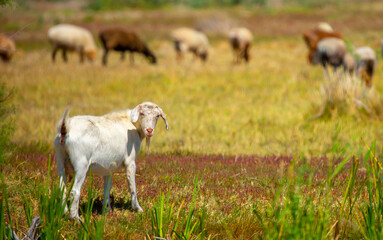Obraz premium Goats in search of food roam the desert hot pasture. Moroccan goats climb trees to eat leaves. Sheep eat the remains of a watermelon.