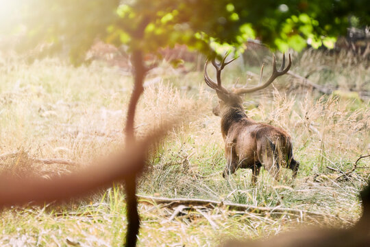 deer walking in forest