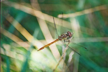 Insect Dragonfly on a branch. Animals of our planet.