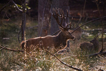 deer with huge antlers in fall