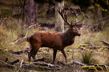 large deer with brown fur