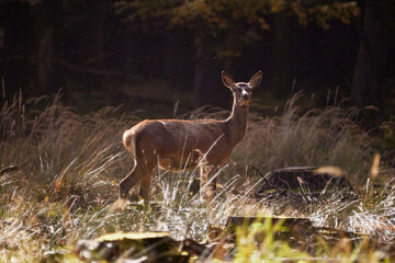 baby deer in forest