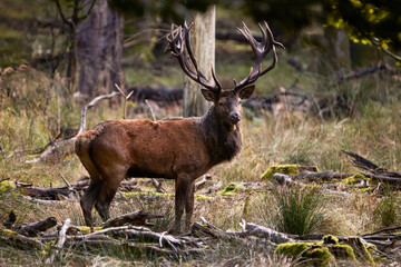 deer with antlers looking at camera