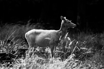 albino white deer in forest black and white