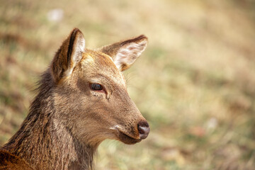 Beautiful spotted deer in the mountains against the background of green grass and snow. Fairytale spring landscape with wild animals.