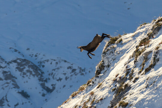 Chamois jumping down a cliff with snow covered mountains at sunrise. Tyrol, Austria, Tannheimer Tal, Vilsalpsee
