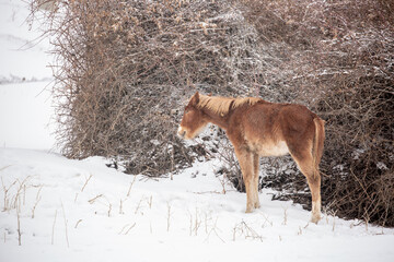 Horses stand by a haystack under falling snow in winter. Animal husbandry in the countryside.