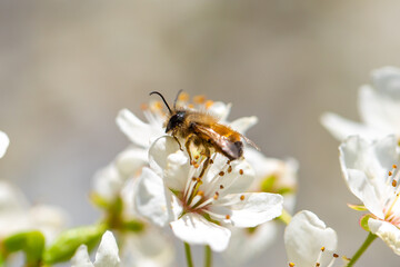 Bee on a flower of the white cherry blossoms. White flowers bloom in the trees. Spring landscape...