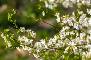 White flowers bloom in the trees. Spring landscape with blooming sakura tree. Beautiful blooming garden on a sunny day. Copy space for text.