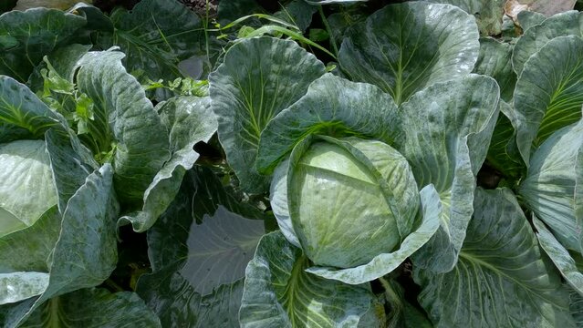 Wet heads of late white cabbage on field after rain