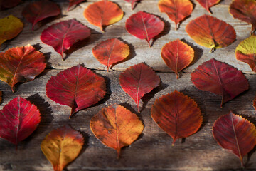 Autumn background. Red, orange leaves from trees on a wooden background. Alder leaf.