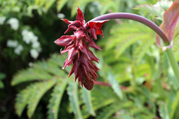 Melianthus major, Giant Honey Flower