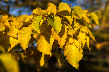 Yellow autumn leaves close up. Fall season. Shallow depth of field and blurry background.
