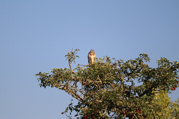 a buzzard is sitting in an apple tree