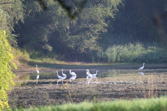 riverside landscape with a group of egrets fishing in the sunshine