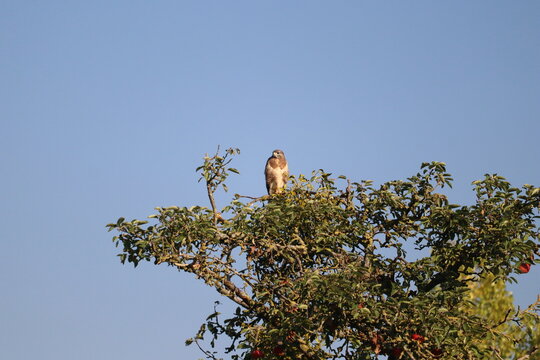 a buzzard is sitting in an apple tree