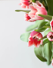 Obraz premium Pink tulips isolated on white background. Top view stock photo. Spring time. Happy Birthday