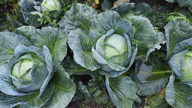 Wet heads of late white cabbage on field, top view