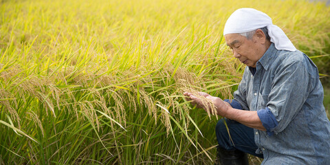 Naklejka na ściany i meble 稲田の実り　米作りのベテラン男性　農家の仕事