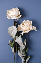 Two dried white roses on dark blue background, still life, flowers close-up, flat lay with copy space for text
