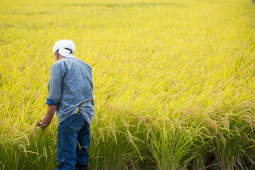 稲田の実り　米作りのベテラン男性　農家の仕事