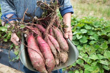 サツマイモの収穫、日本人男性