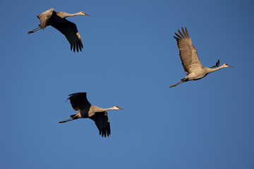 The Sandhill crane (Antigone canadensis) in flight