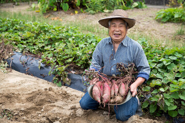 家庭菜園を楽しむ元気な高齢者、サツマイモの収穫、日本人男性