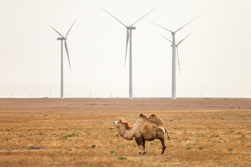 Bactrian camel near the wind turbines