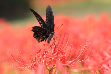 Fototapeta premium 曼珠沙華で休む蝶