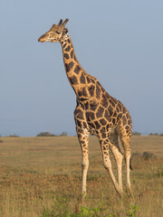 giraffe in the wild