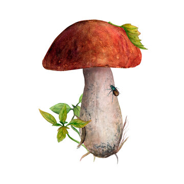 Watercolor illustration of boletus mushroom with litters and red cap.