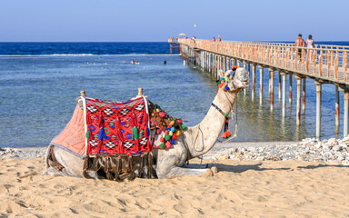 Camel lying on the beach by the sea.