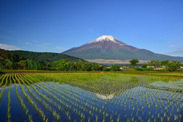 富士山と苗