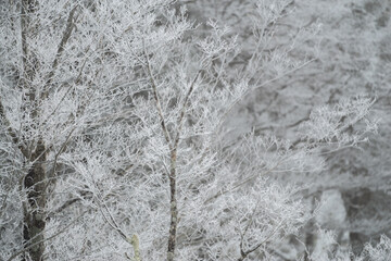 雪景色